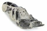 Fossil Mud Lobster (Thalassina) - Indonesia #282131-1